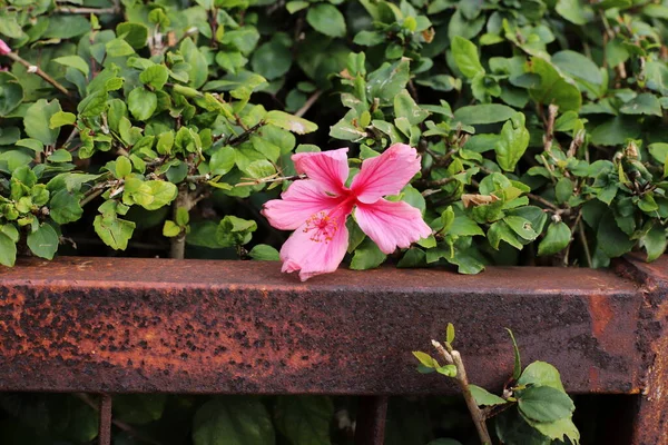 Fiori Selvatici Invernali Fiori Israele Nel Mese Febbraio — Foto Stock