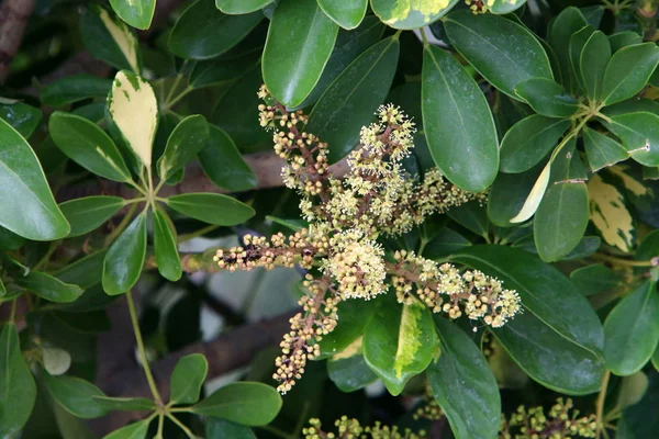 Vinter Vildblommor Och Blommor Israel Februari — Stockfoto