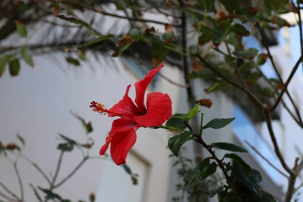 Fiori Selvatici Invernali Fiori Israele Nel Mese Febbraio — Foto Stock