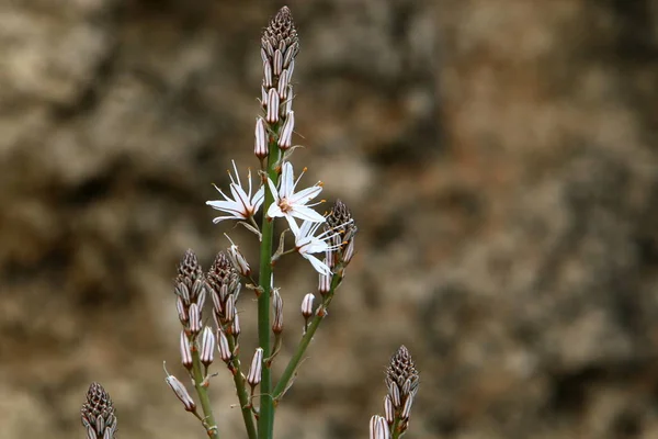 Flores Silvestres Invierno Flores Israel Febrero —  Fotos de Stock