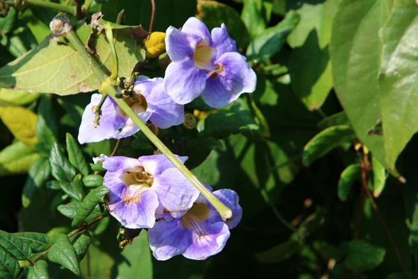 Vinter Vildblommor Och Blommor Israel Februari — Stockfoto