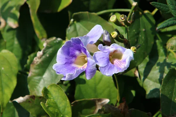 Vinter Vildblommor Och Blommor Israel Februari — Stockfoto