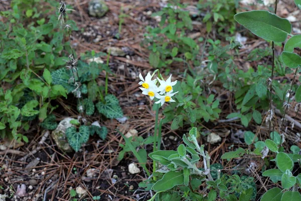 Fiori Selvatici Invernali Fiori Israele Nel Mese Febbraio — Foto Stock