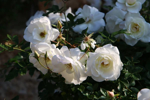 Winter Wildflowers Flowers Israel February — Stock Photo, Image