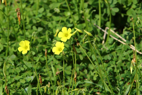 2月のイスラエルの冬の野の花と花 — ストック写真