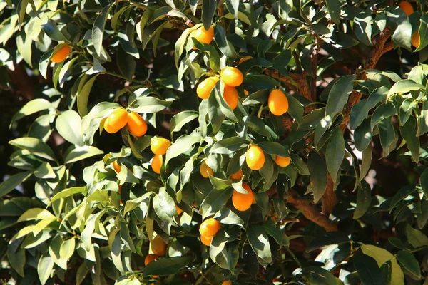 Kuzey Srail Bir Narenciye Bahçesinde Portakal Mandalina Hasadı — Stok fotoğraf