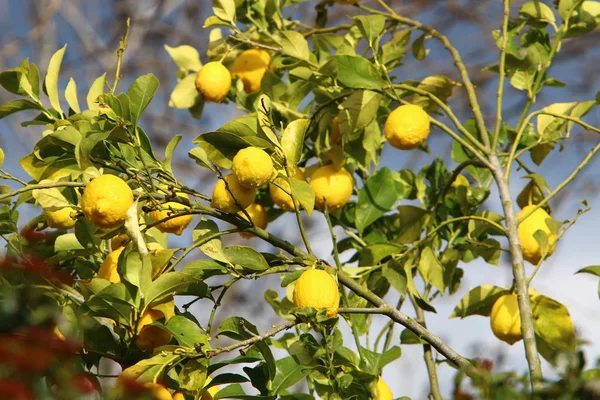Ricca Raccolta Arancia Mandarino Agrumeto Nel Nord Israele — Foto Stock