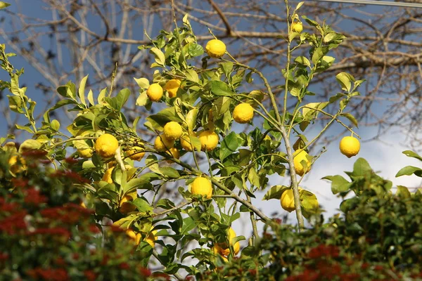Riche Récolte Orange Mandarine Dans Verger Agrumes Dans Nord Israël — Photo