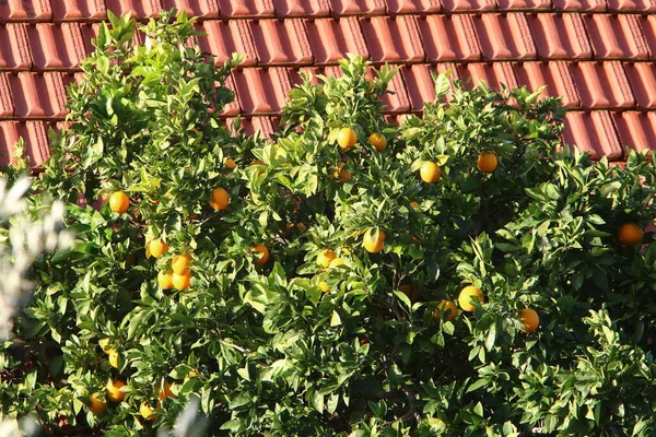 Kuzey Srail Bir Narenciye Bahçesinde Portakal Mandalina Hasadı — Stok fotoğraf