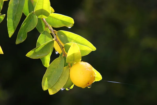 Riche Récolte Orange Mandarine Dans Verger Agrumes Dans Nord Israël — Photo