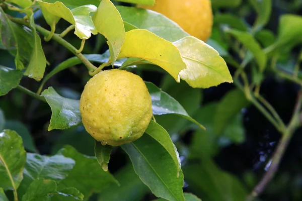 Rica Cosecha Naranja Mandarina Huerto Cítricos Norte Israel —  Fotos de Stock