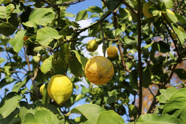 Ricca Raccolta Arancia Mandarino Agrumeto Nel Nord Israele — Foto Stock