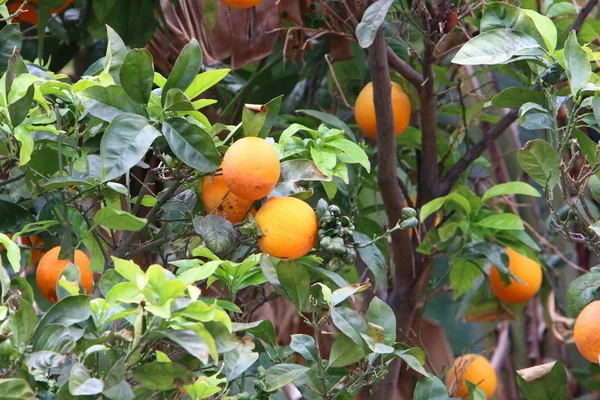 Kuzey Srail Bir Narenciye Bahçesinde Portakal Mandalina Hasadı — Stok fotoğraf