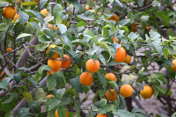 Ricca Raccolta Arancia Mandarino Agrumeto Nel Nord Israele — Foto Stock