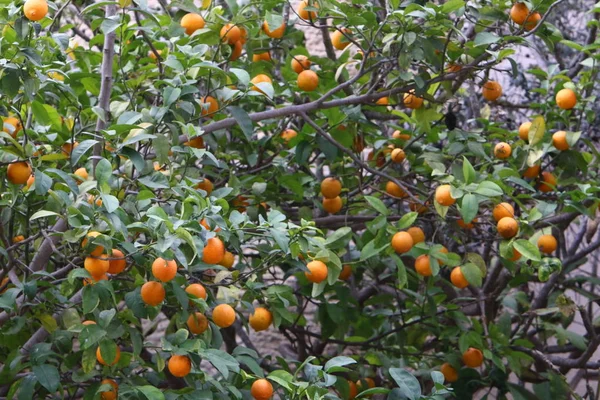 イスラエル北部の柑橘類の果樹園でオレンジとみかんの豊富な収穫 — ストック写真