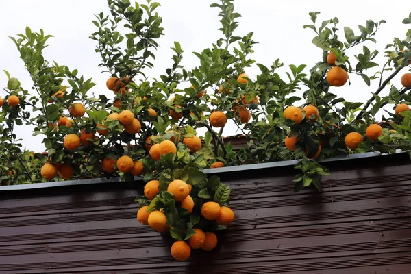 rich harvest of orange and mandarin in a citrus orchard in the north of Israel