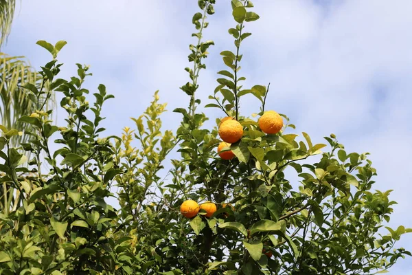 Богатый Урожай Апельсина Мандарина Цитрусовом Саду Севере Израиля — стоковое фото