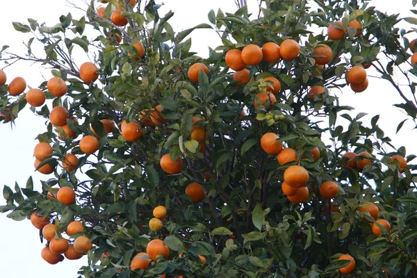 Kuzey Srail Bir Narenciye Bahçesinde Portakal Mandalina Hasadı — Stok fotoğraf