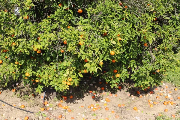 Богатый Урожай Апельсина Мандарина Цитрусовом Саду Севере Израиля — стоковое фото