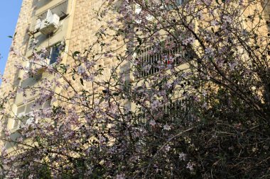 Eski Kudüs şehri, İsrail devletinin başkenti. Şehir en büyük üç din için kutsaldır: Yahudilik, Hristiyanlık ve İslam.. 