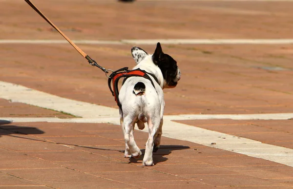 Perro Pasea Largo Acera Centro Una Gran Ciudad Israel —  Fotos de Stock