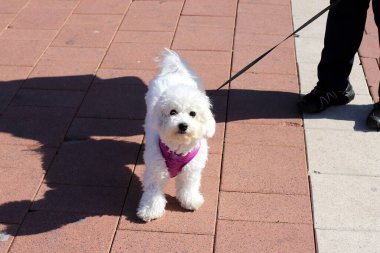 İsrail 'de büyük bir şehrin ortasında, kaldırım boyunca yürüyen bir köpek. 