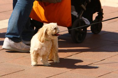İsrail 'de büyük bir şehrin ortasında, kaldırım boyunca yürüyen bir köpek. 
