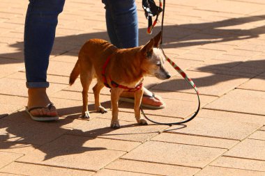 İsrail 'de büyük bir şehrin ortasında, kaldırım boyunca yürüyen bir köpek. 