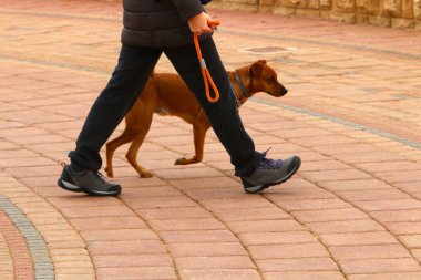 İsrail 'de büyük bir şehrin ortasında, kaldırım boyunca yürüyen bir köpek. 