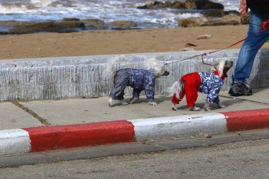 İsrail 'de büyük bir şehrin ortasında, kaldırım boyunca yürüyen bir köpek. 