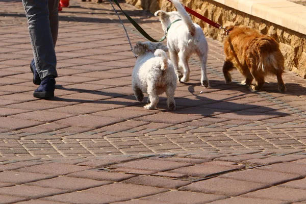 Собака Ходит Тротуару Центре Большого Города Израиле — стоковое фото