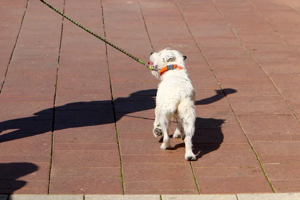 在以色列一个大城市的中心地带 狗沿着人行道走着 — 图库照片