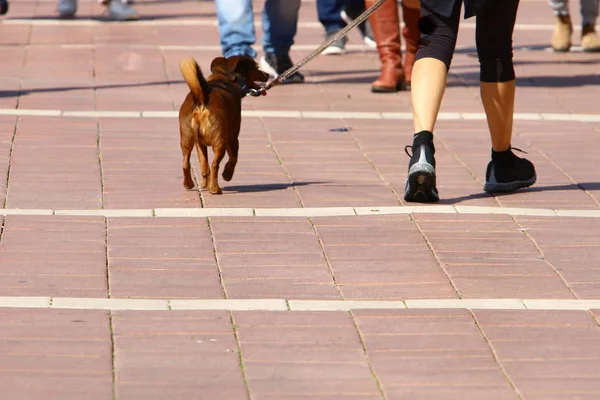 Perro Pasea Largo Acera Centro Una Gran Ciudad Israel —  Fotos de Stock