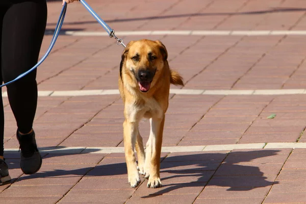 Hund Läuft Auf Dem Bürgersteig Zentrum Einer Großstadt Israel — Stockfoto