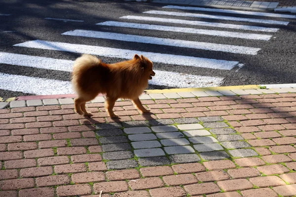 Σκύλος Περπατά Κατά Μήκος Του Πεζοδρομίου Στο Κέντρο Μιας Μεγάλης — Φωτογραφία Αρχείου