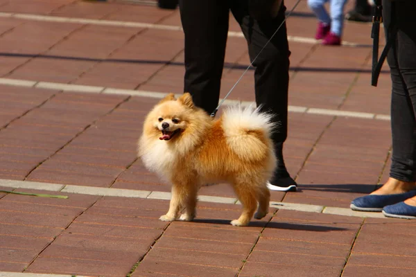 Dog Walks Sidewalk Center Big City Israel — Stock Photo, Image