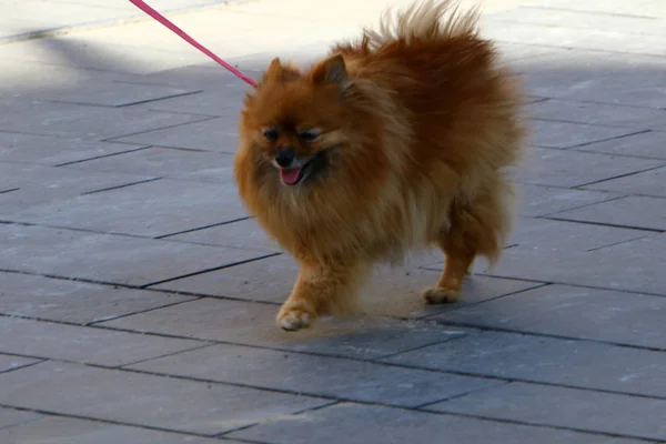 Собака Ходит Тротуару Центре Большого Города Израиле — стоковое фото