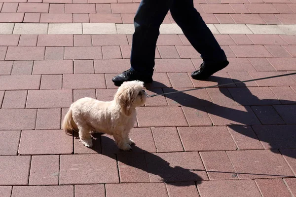 Cane Cammina Lungo Marciapiede Nel Centro Una Grande Città Israele — Foto Stock