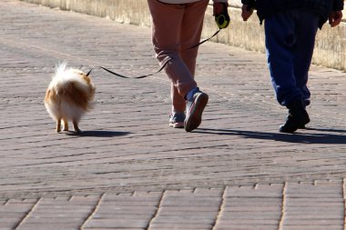 İsrail 'de büyük bir şehrin ortasında, kaldırım boyunca yürüyen bir köpek. 
