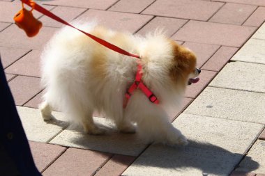İsrail 'de büyük bir şehrin ortasında, kaldırım boyunca yürüyen bir köpek. 
