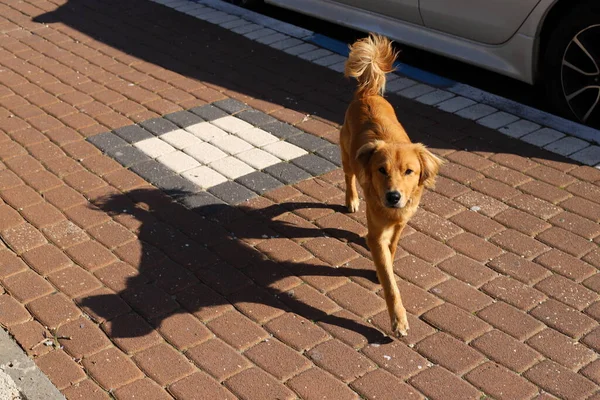 Honden Wandelingen Langs Stoep Het Centrum Van Een Grote Stad — Stockfoto