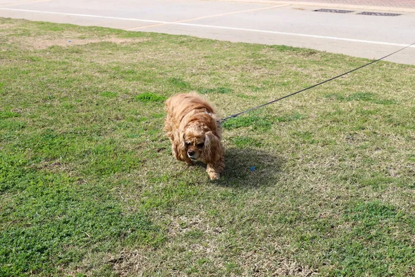 Cane Cammina Lungo Marciapiede Nel Centro Una Grande Città Israele — Foto Stock