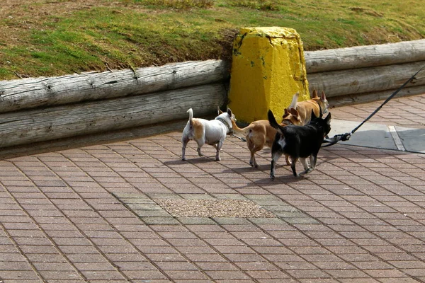 Hund Läuft Auf Dem Bürgersteig Zentrum Einer Großstadt Israel — Stockfoto