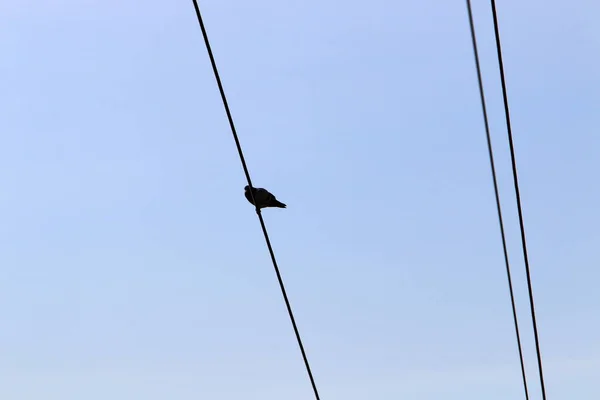 Ein Metallmast Mit Stromisolatoren Und Drähten Durch Die Strom Fließt — Stockfoto