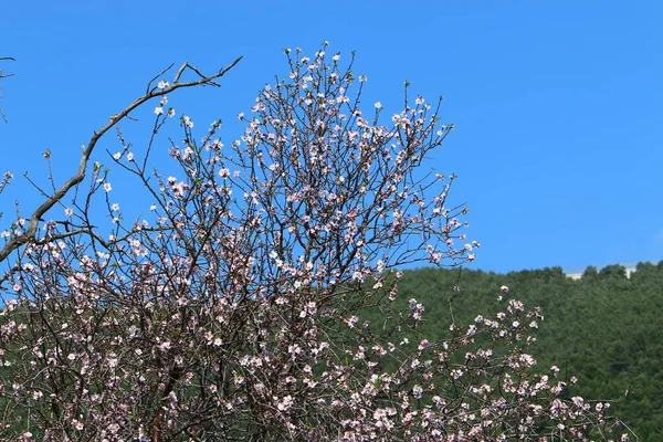 二月在以色列的一个城市公园里 杏树开花的季节 — 图库照片