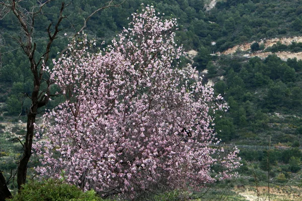 Einem Stadtpark Februar Israel Die Blütezeit Der Mandelbäume — Stockfoto