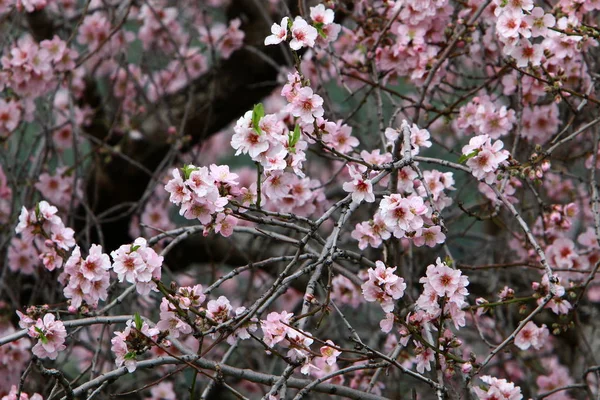 Egy Februári Városi Parkban Izraelben Mandulafa Virágzási Időszaka — Stock Fotó