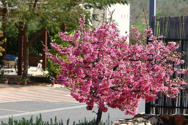 イスラエルの2月の都市公園でアーモンドの木の開花期 — ストック写真