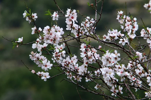 City Park February Israel Almond Tree Flowering Season — Stock Photo, Image