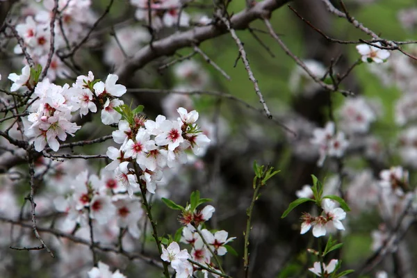 City Park February Israel Almond Tree Flowering Season — Stock Photo, Image